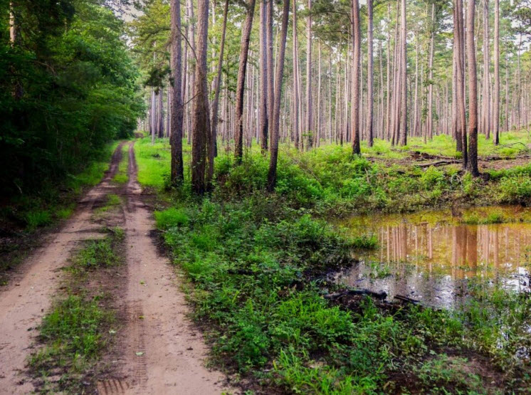 John H Kirby State Forest, United States